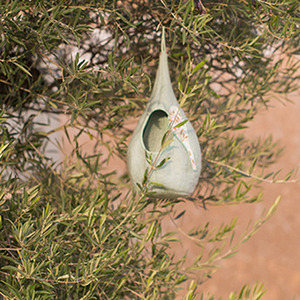 Bird Nest (jade)